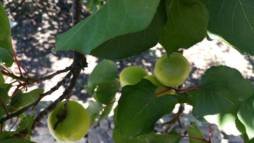 1 bed finca for sale in Icod de Los Vinos