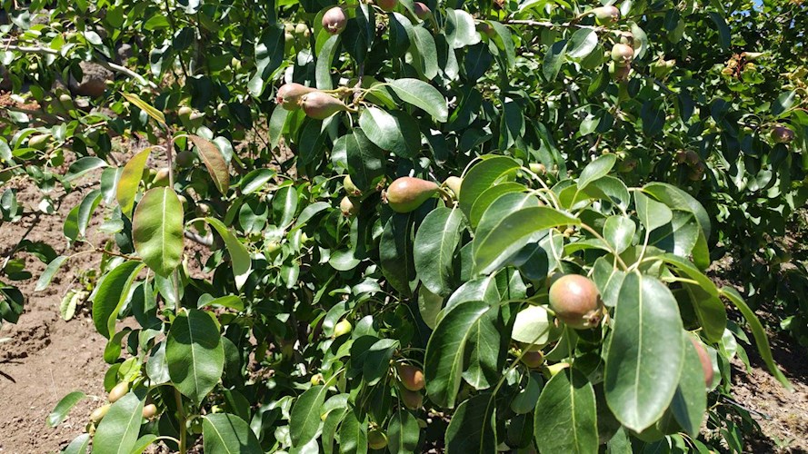 1 bed finca for sale in Icod de Los Vinos