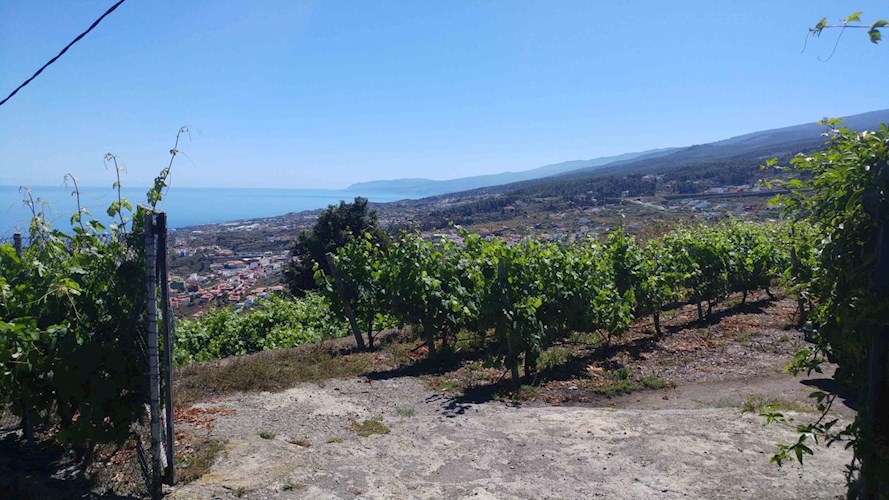 1 bed finca for sale in Icod de Los Vinos