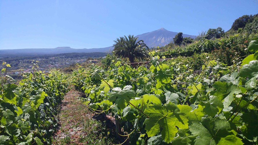 1 bed finca for sale in Icod de Los Vinos