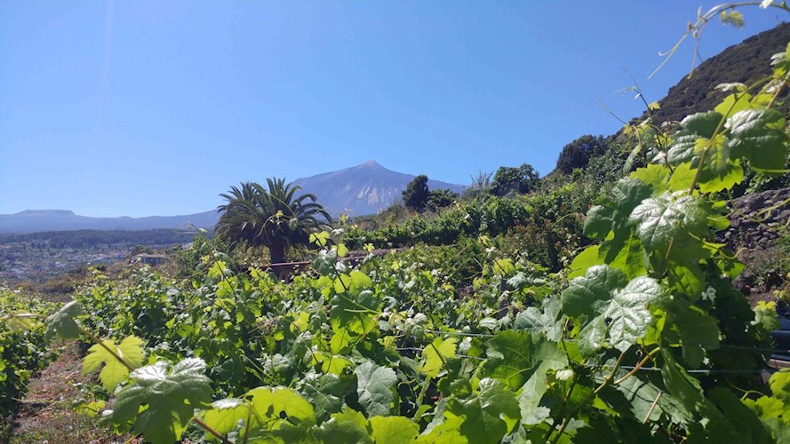 1 bed finca for sale in Icod de Los Vinos