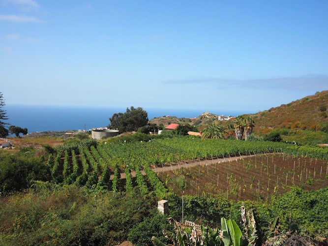 4 bed finca for sale in Icod de Los Vinos