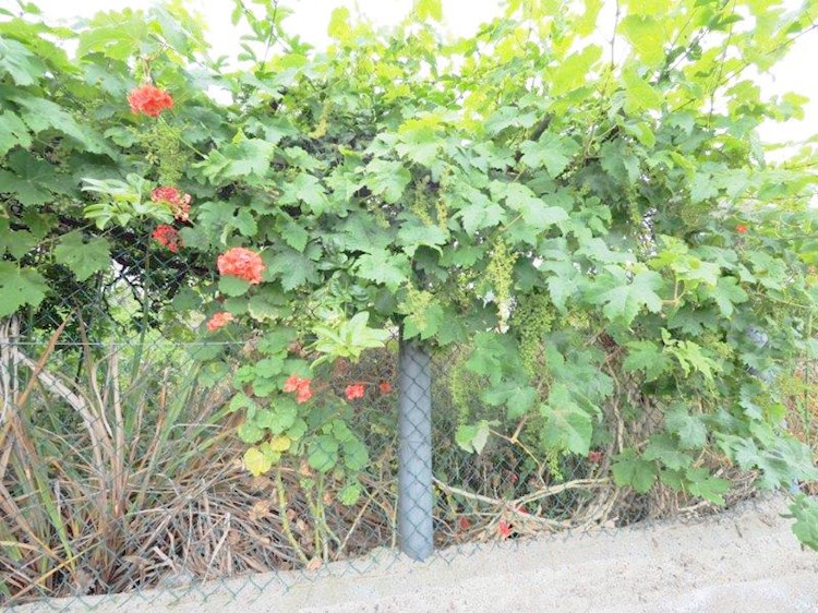 Building Plot for sale in El Amparo