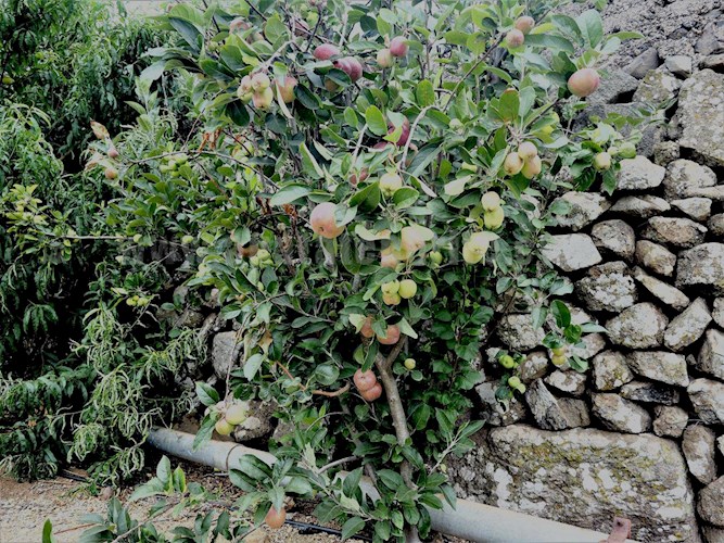 1 bed finca for sale in Buenavista del Norte