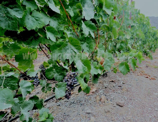 1 bed finca for sale in Buenavista del Norte