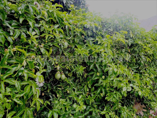 1 bed finca for sale in Buenavista del Norte