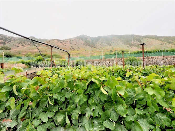 1 bed finca for sale in Buenavista del Norte