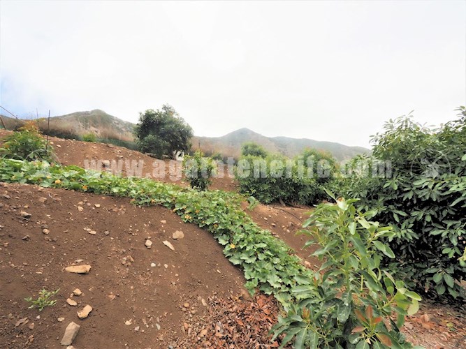 1 bed finca for sale in Buenavista del Norte