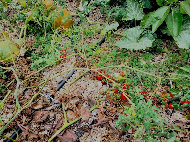 1 bed finca for sale in Buenavista del Norte