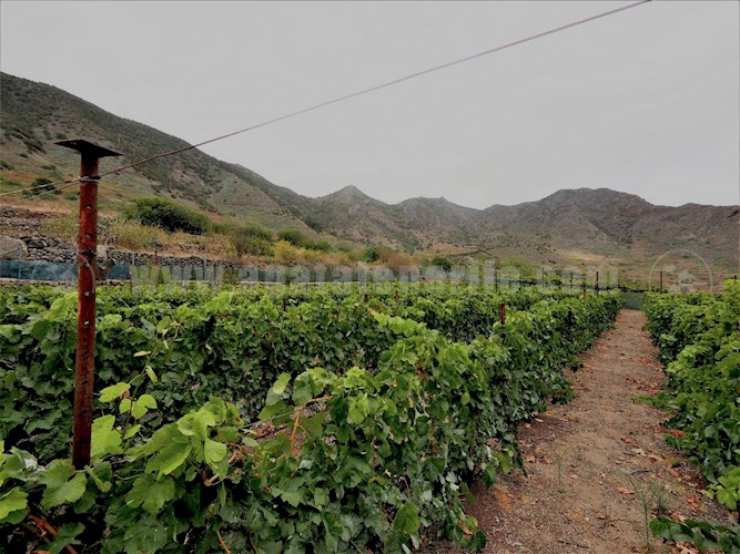 1 bed finca for sale in Buenavista del Norte