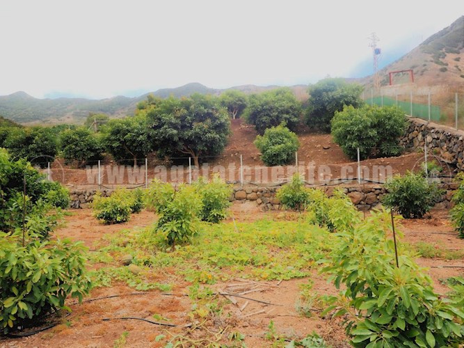 1 bed finca for sale in Buenavista del Norte