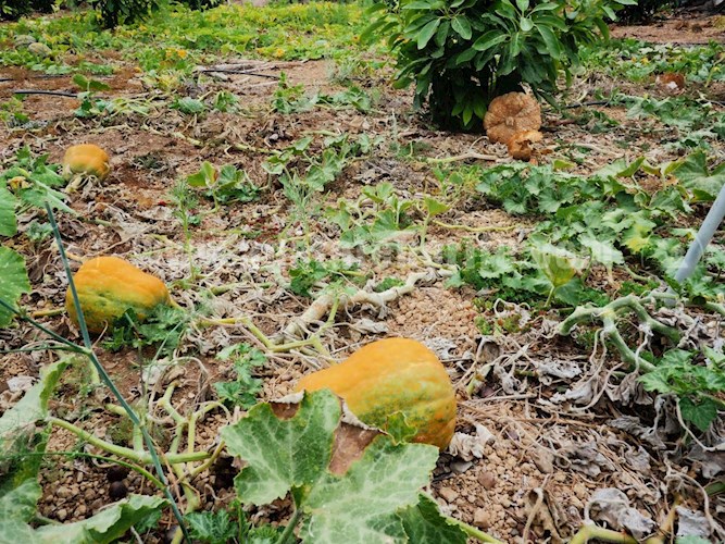 1 bed finca for sale in Buenavista del Norte