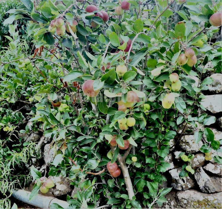 1 bed finca for sale in Buenavista del Norte