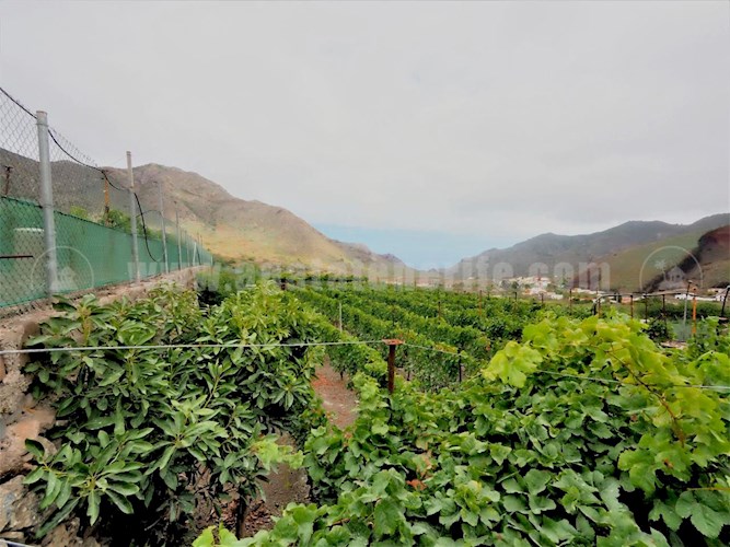 1 bed finca for sale in Buenavista del Norte