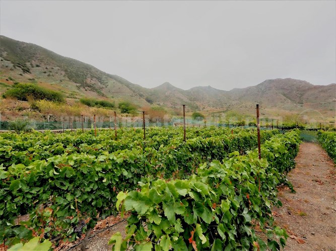 1 bed finca for sale in Buenavista del Norte