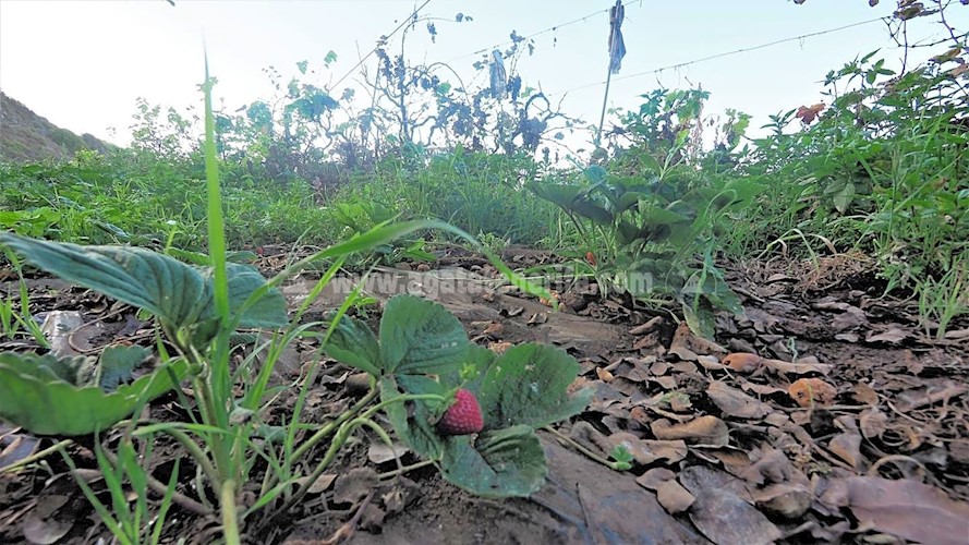 Building Plot for sale in Icod de Los Vinos