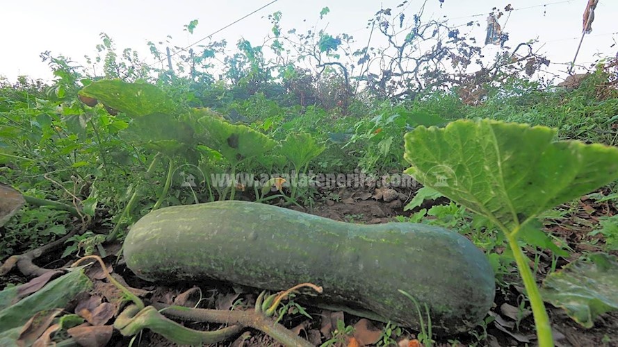 Building Plot for sale in Icod de Los Vinos