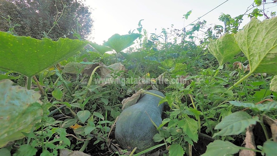 Building Plot for sale in Icod de Los Vinos