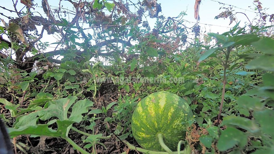 Building Plot for sale in Icod de Los Vinos