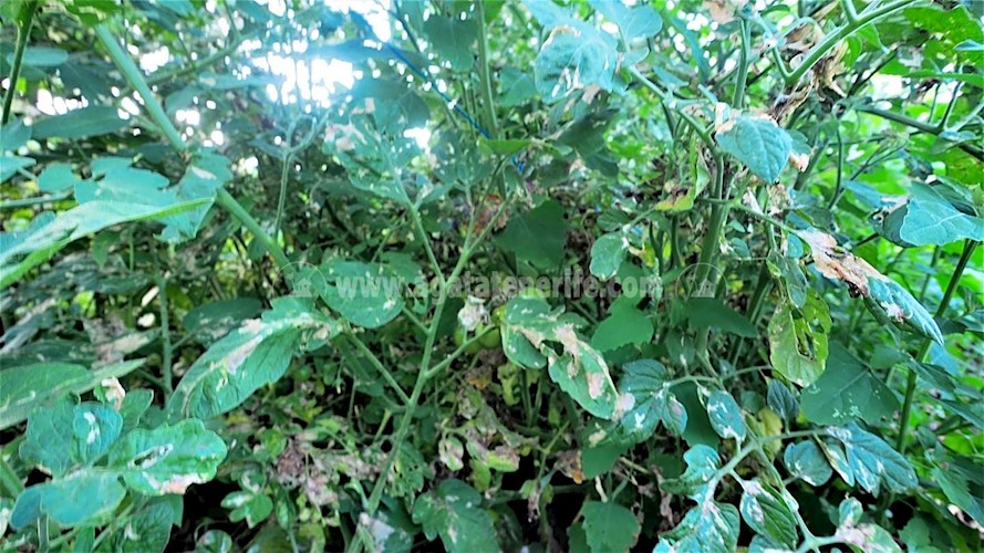 Building Plot for sale in Icod de Los Vinos