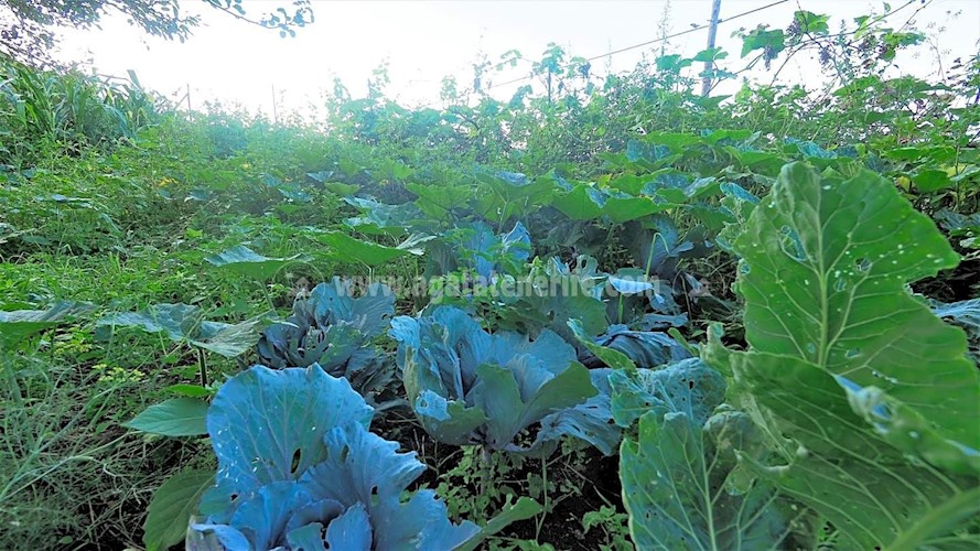 Building Plot for sale in Icod de Los Vinos