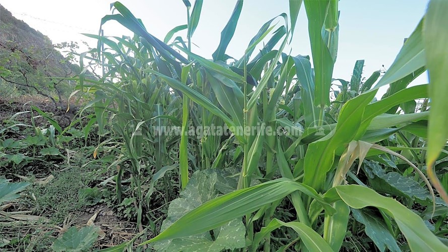 Building Plot for sale in Icod de Los Vinos