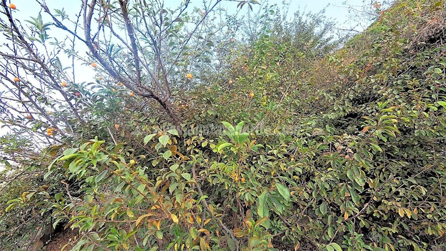 Building Plot for sale in Icod de Los Vinos