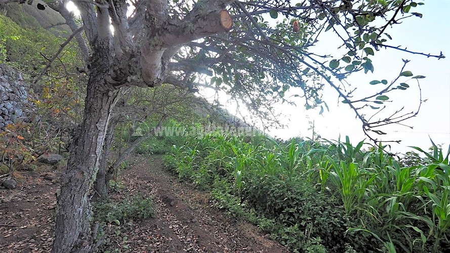 Building Plot for sale in Icod de Los Vinos