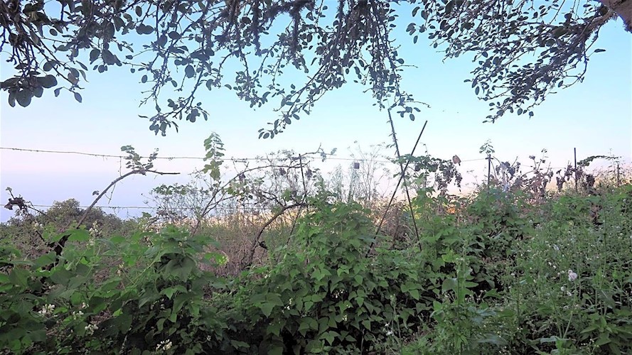 Building Plot for sale in Icod de Los Vinos