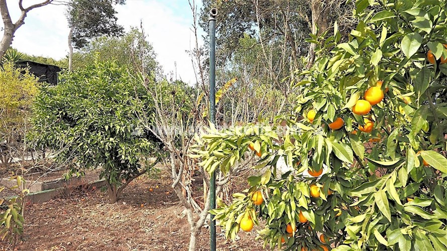 4 bed finca for sale in Icod de Los Vinos