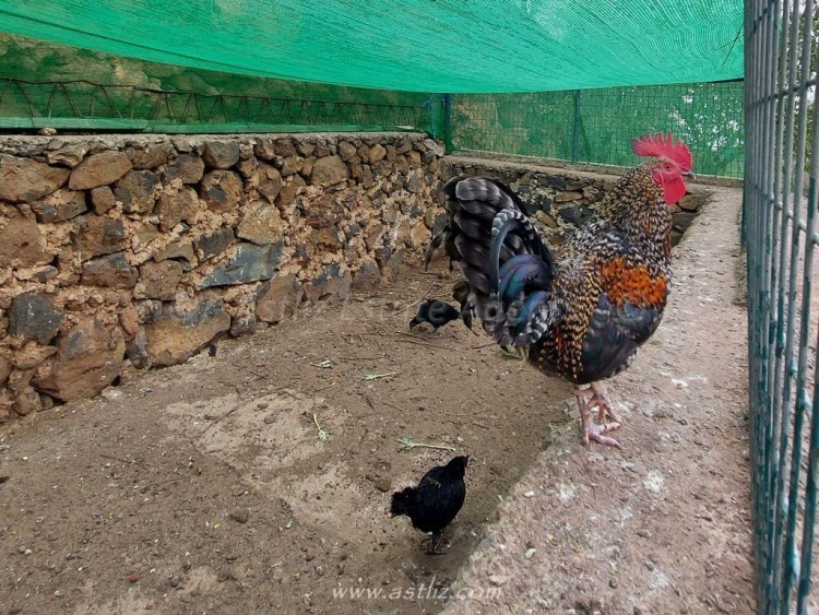 1 bed canarian house for sale in Cho Pancho