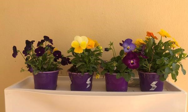 3 bed townhouse for sale in Palm Mar