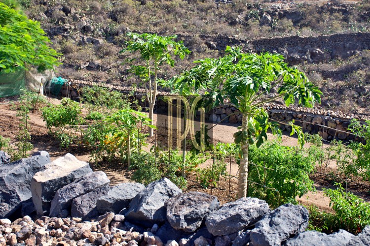 3 bed finca for sale in Guia de Isora