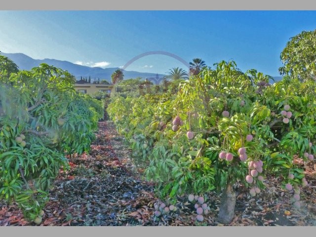 Los Cristianos 5 Bed Villa For Sale