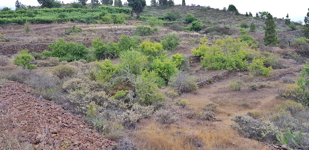 Rustic Plot for sale in Chirche